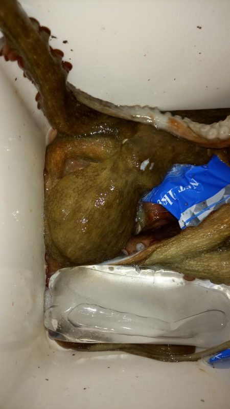 漁業権の設定されていないエリアでのタコ釣り